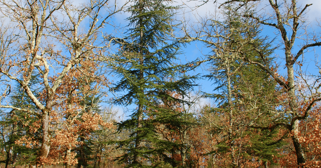 Saint cirq lapopie 10